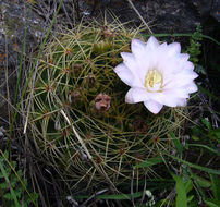 Plancia ëd Gymnocalycium monvillei (Lem.) Pfeiff. ex Britton & Rose