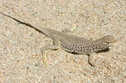 Image of Mojave Fringe-toed Lizard