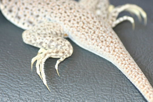 Image of Mojave Fringe-toed Lizard