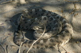 Image of Sidewinder Rattlesnake