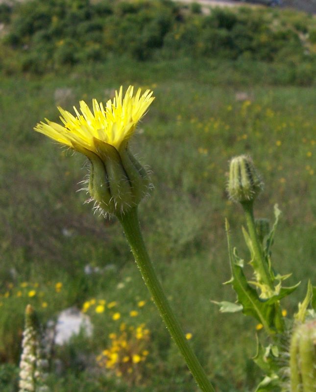 Sivun Urospermum picroides (L.) Scop. ex F. W. Schmidt kuva