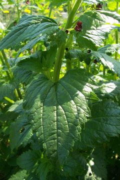 Scrophularia peregrina L. resmi