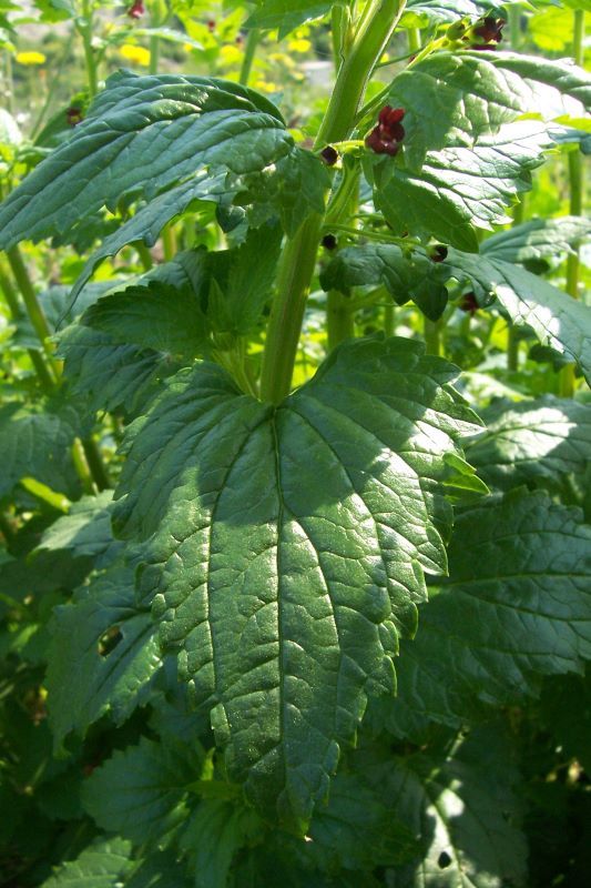 Image of Mediterranean figwort