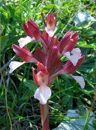 Sivun <i>Orchis papilionacea</i> kuva