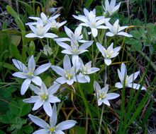 Image of Ornithogalum gussonei Ten.