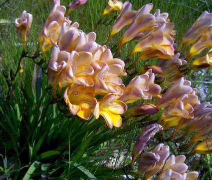 Freesia refracta (Jacq.) Klatt resmi