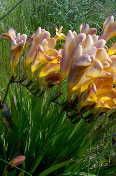 Image of Freesia refracta (Jacq.) Klatt