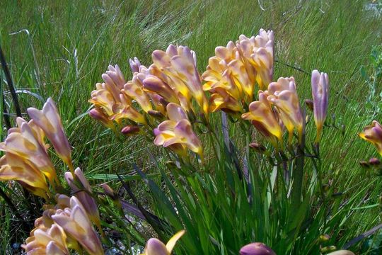 Image of Freesia refracta (Jacq.) Klatt