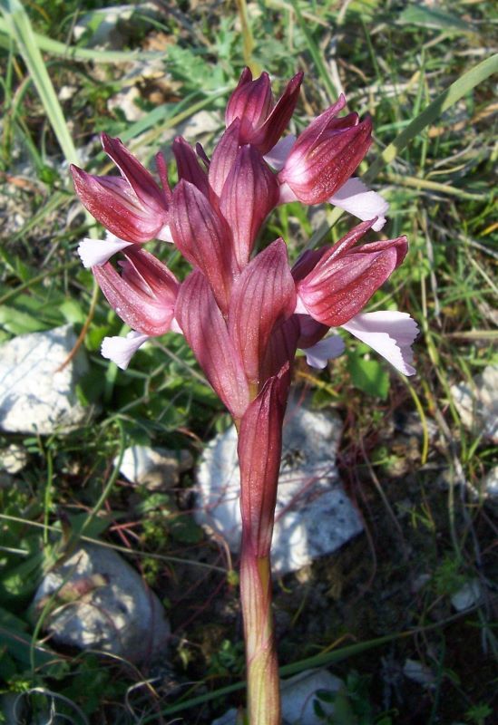 صورة <i>Orchis papilionacea</i>