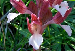 <i>Orchis papilionacea</i>的圖片