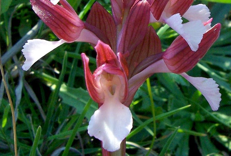 <i>Orchis papilionacea</i>的圖片