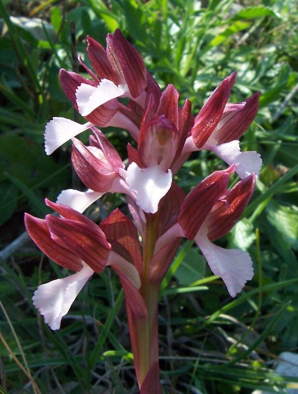 صورة <i>Orchis papilionacea</i>