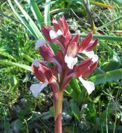 صورة <i>Orchis papilionacea</i>