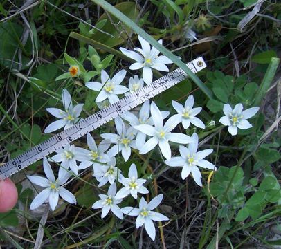 Image of Ornithogalum gussonei Ten.