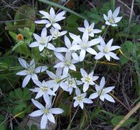 Image de Ornithogalum gussonei Ten.