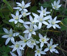 Image de Ornithogalum gussonei Ten.