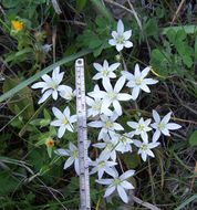 Image de Ornithogalum gussonei Ten.