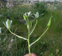 Image de Ornithogalum gussonei Ten.