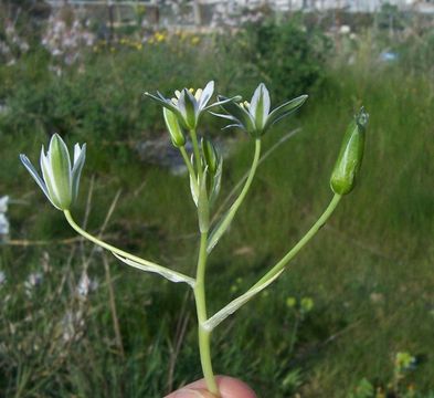 Image of Ornithogalum gussonei Ten.