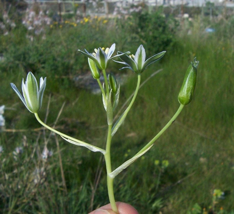 Image de Ornithogalum gussonei Ten.