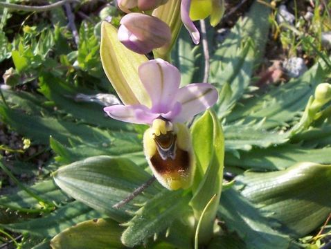 Image of Sawfly orchid