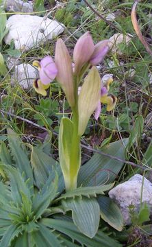 Image of Sawfly orchid