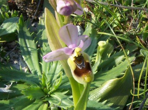 Image of Sawfly orchid