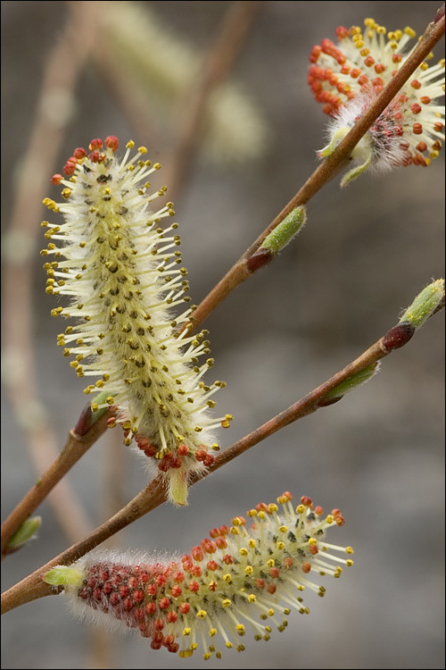 Image of purple willow