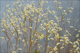 Image of purple willow