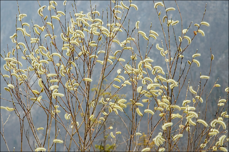 Image of purple willow