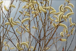 Image of purple willow