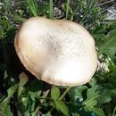 Plancia ëd Agrocybe praecox (Pers.) Fayod 1889