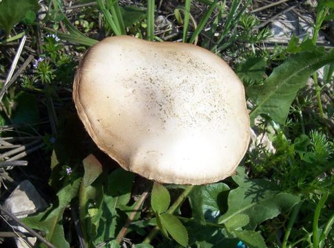 Image of Agrocybe praecox (Pers.) Fayod 1889