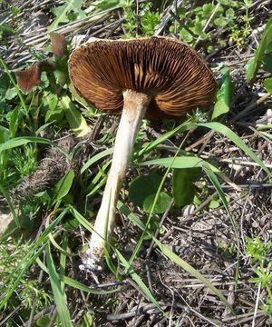 Image of Agrocybe praecox (Pers.) Fayod 1889