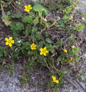 Image of Oxalis procumbens Steud. ex A. Rich.