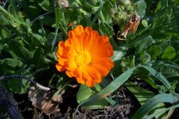 Image of pot marigold