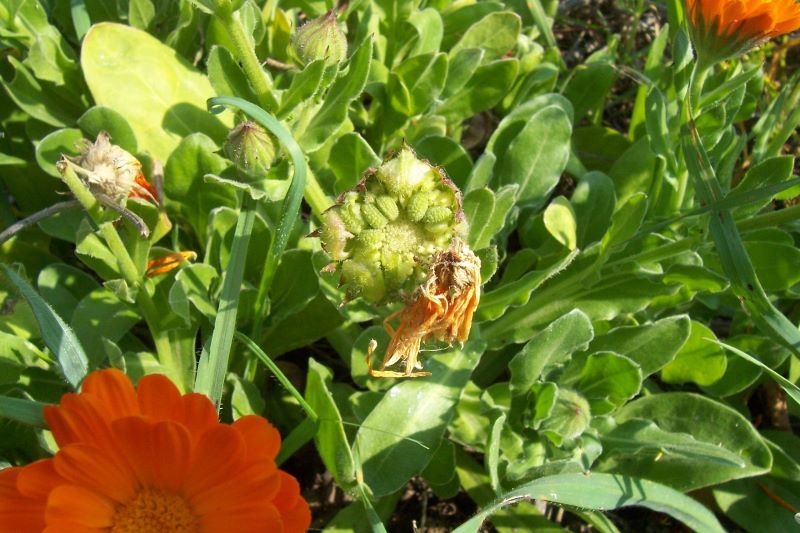 Image of pot marigold