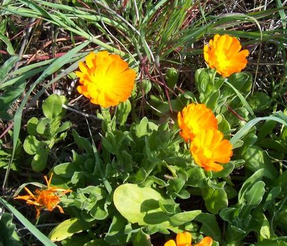 Image of pot marigold