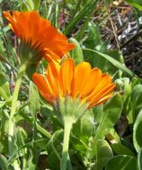 Image of pot marigold