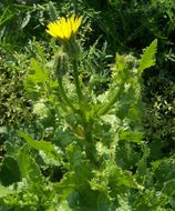 Image of prickly golden-fleece