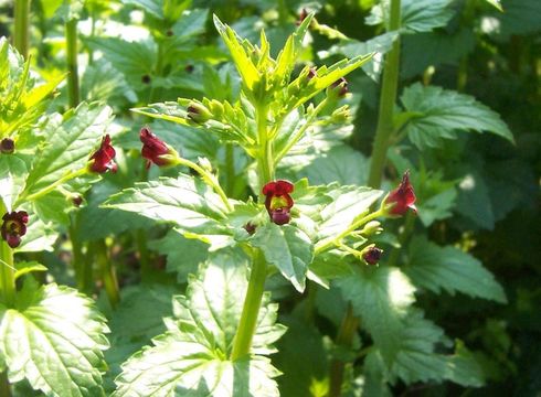 Scrophularia peregrina L. resmi