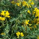 Coronilla resmi