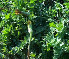 Image de Hyoseris scabra L.