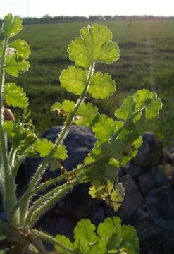 Image of Mediterranean hartwort