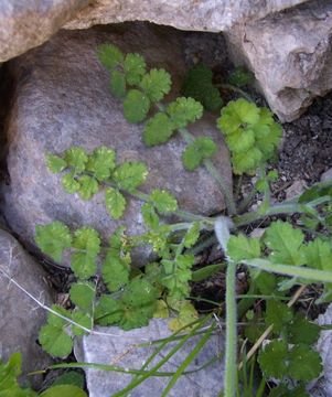 Image of Mediterranean hartwort