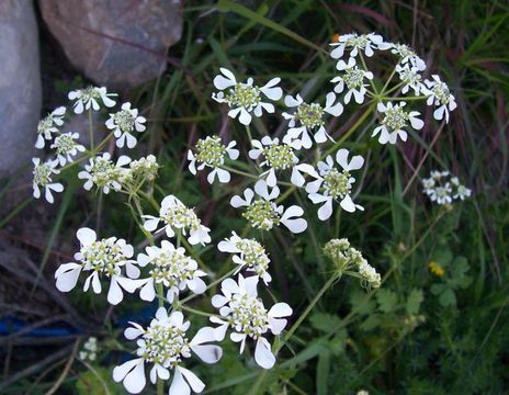 Image of Mediterranean hartwort