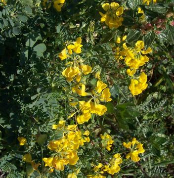 Image de Coronilla valentina L.