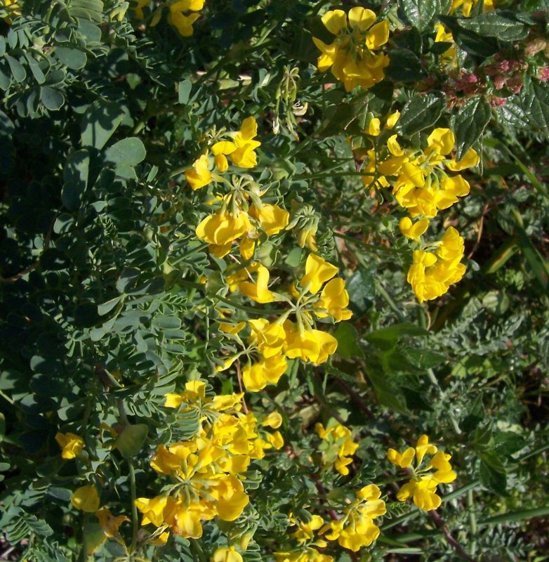 Coronilla valentina L. resmi