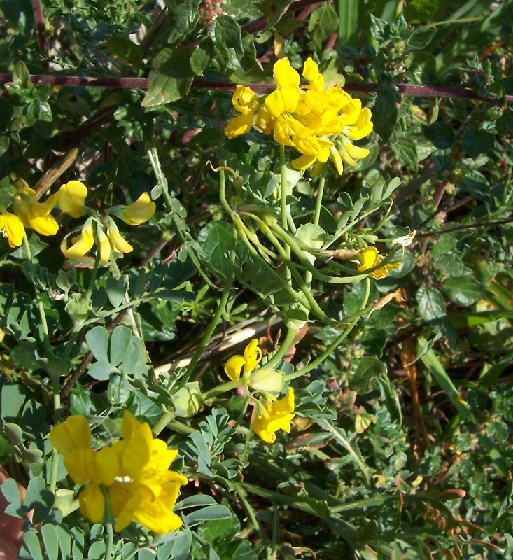 Coronilla valentina L. resmi