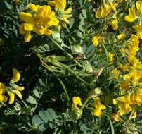 Coronilla valentina L. resmi